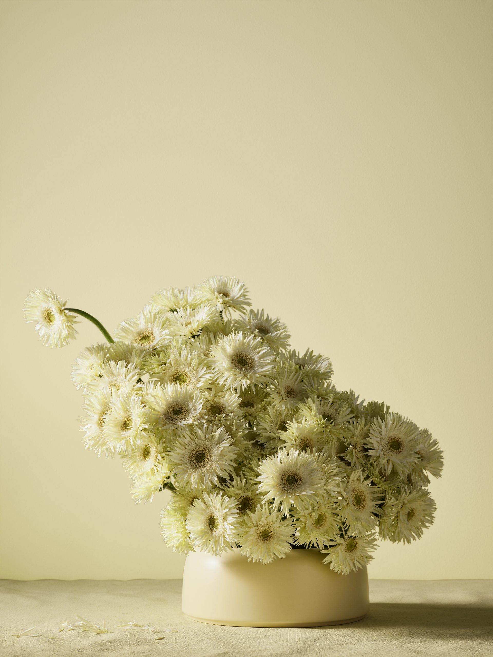 Blomster i lysegult. Vegg i Jotun LADY 1775 Fresh Pasta
